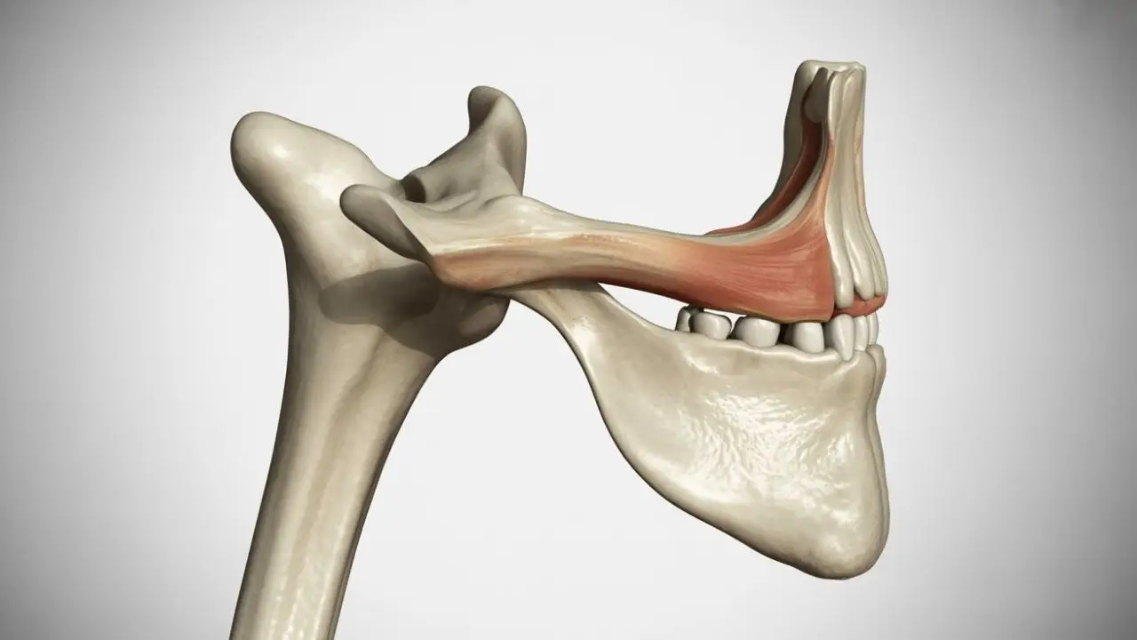 Zygomatic Bone vs Maxilla: What’s the Difference?